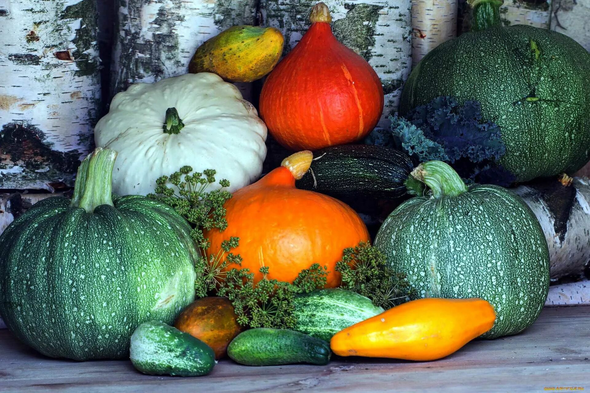 Выбери тыквины. Праздник тыквы в россии когда. Выбери тыквины. Характеристика тыквенных растений. Тыквенные семена.