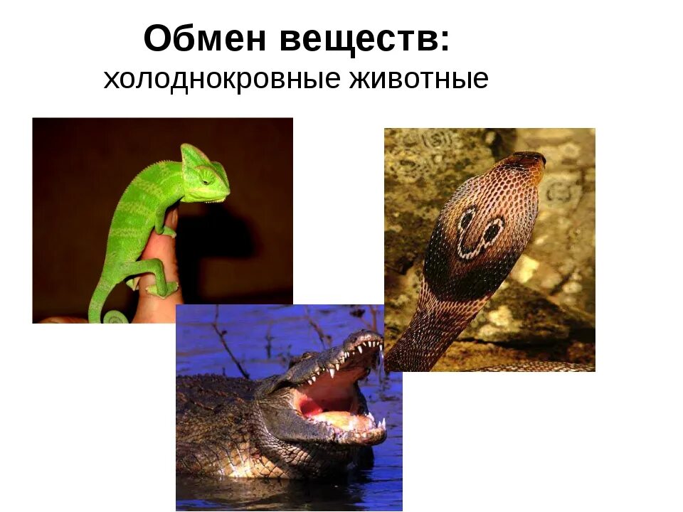 Виды теплокровных животных. Пресмыкающиеся теплокровные или холоднокровные. классы холоднокровных животных. рептилии хладнокровные или теплокровные. теплокровные позвоночные животные.