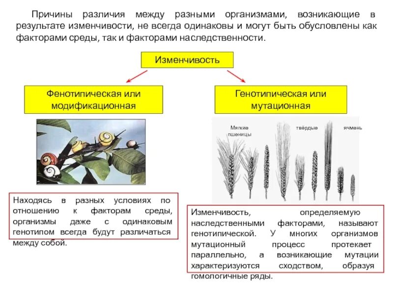 Различие причин и условий. Примеры гомологических рядов наследственной изменчивости. Какие различия обусловлены наследственной изменчивостью. Наследственность, изменчивость и среда.. Примеры гомологических рядов наследственной изменчивости растений.