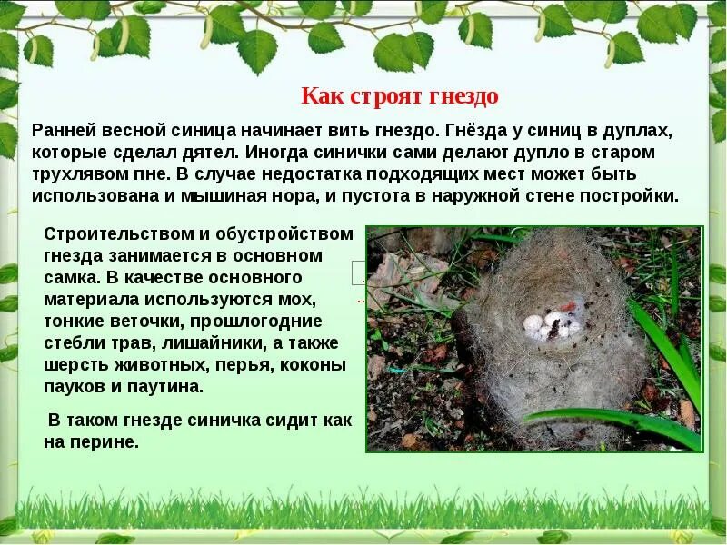 Использовано гнезд 1 из 2. Синичка вьет гнездо. птица строит гнездо. вить гнездо. где синицы вьют гнезда.