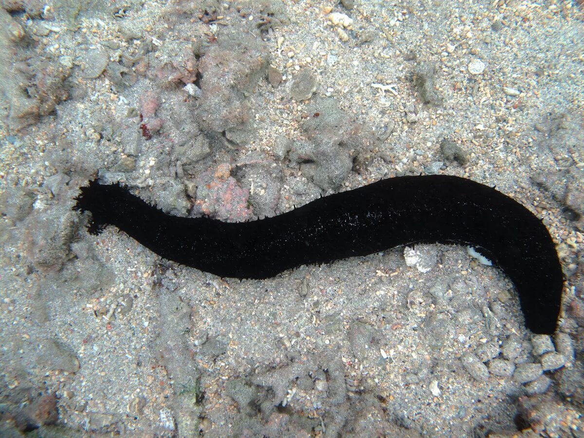 Черная живет в воде. Голотурия лейкоспилота. Голотурия черная. Огурец морской черный (Holothuria atra). Голотурия Средиземное море.