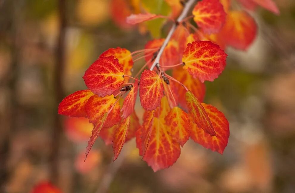 Осенняя осина. Осина осенью. Листья осины осенью. Осенний осиновый лист. Осинка листья осенью
