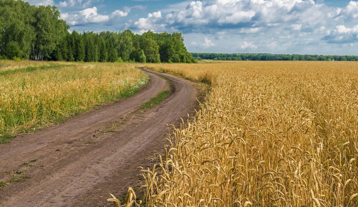 хлебные поля саратовавтодор. нива хлебное поле. хлебные поля удмуртии. колосится нива золотая. хлебная нива.