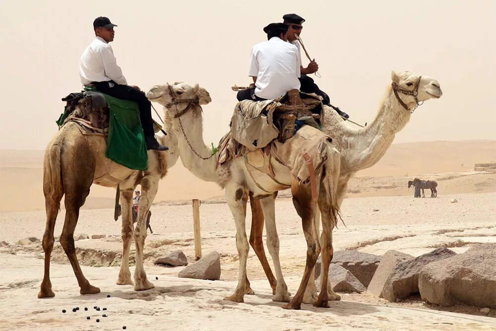 Пустыня ездить. Одногорбый верблюд Египта. Езда на верблюде. Верхом на верблюде. Навьюченный верблюд.