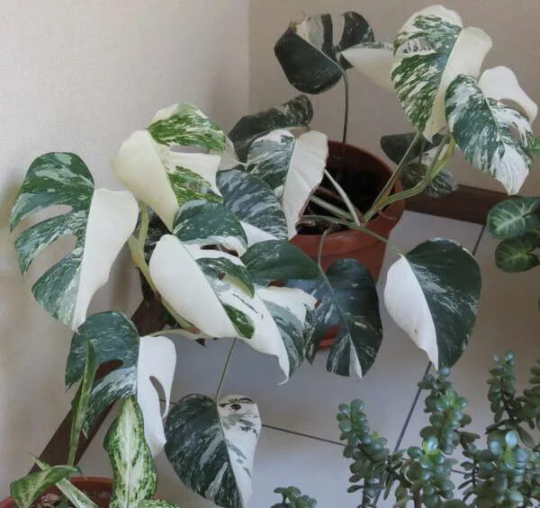 авито бесплатные объявления растения. авито бесплатные объявления растения. как дать бесплатное объявление на авито. юла комнатные растения. комнатные растения бесплатно в иваново на авито.