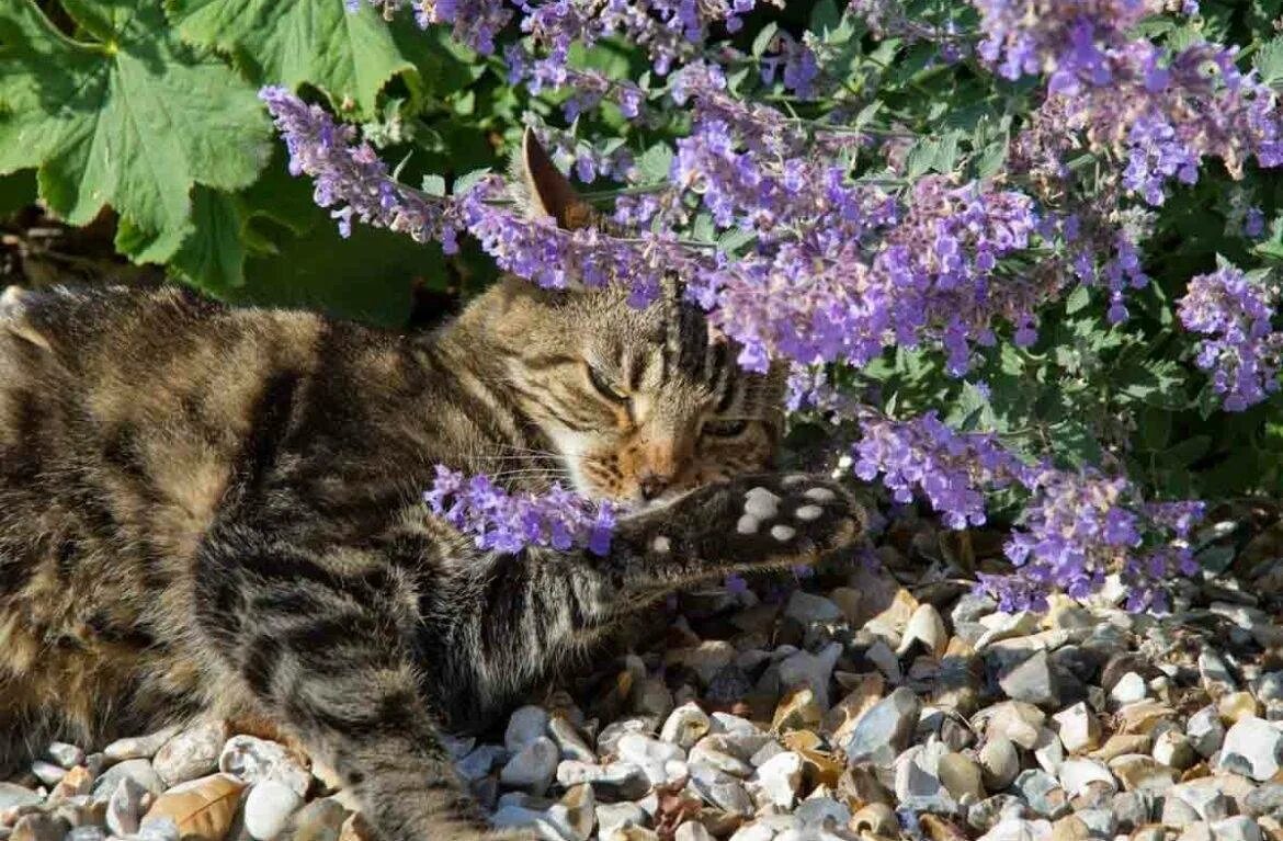 Для чего кошачья мята котам. Котовник Кошачья мята. Котовник кошачий (Nepeta cataria). Кошачья мята (котовник) (Nepeta cataria). Котовник кошачий бархат.