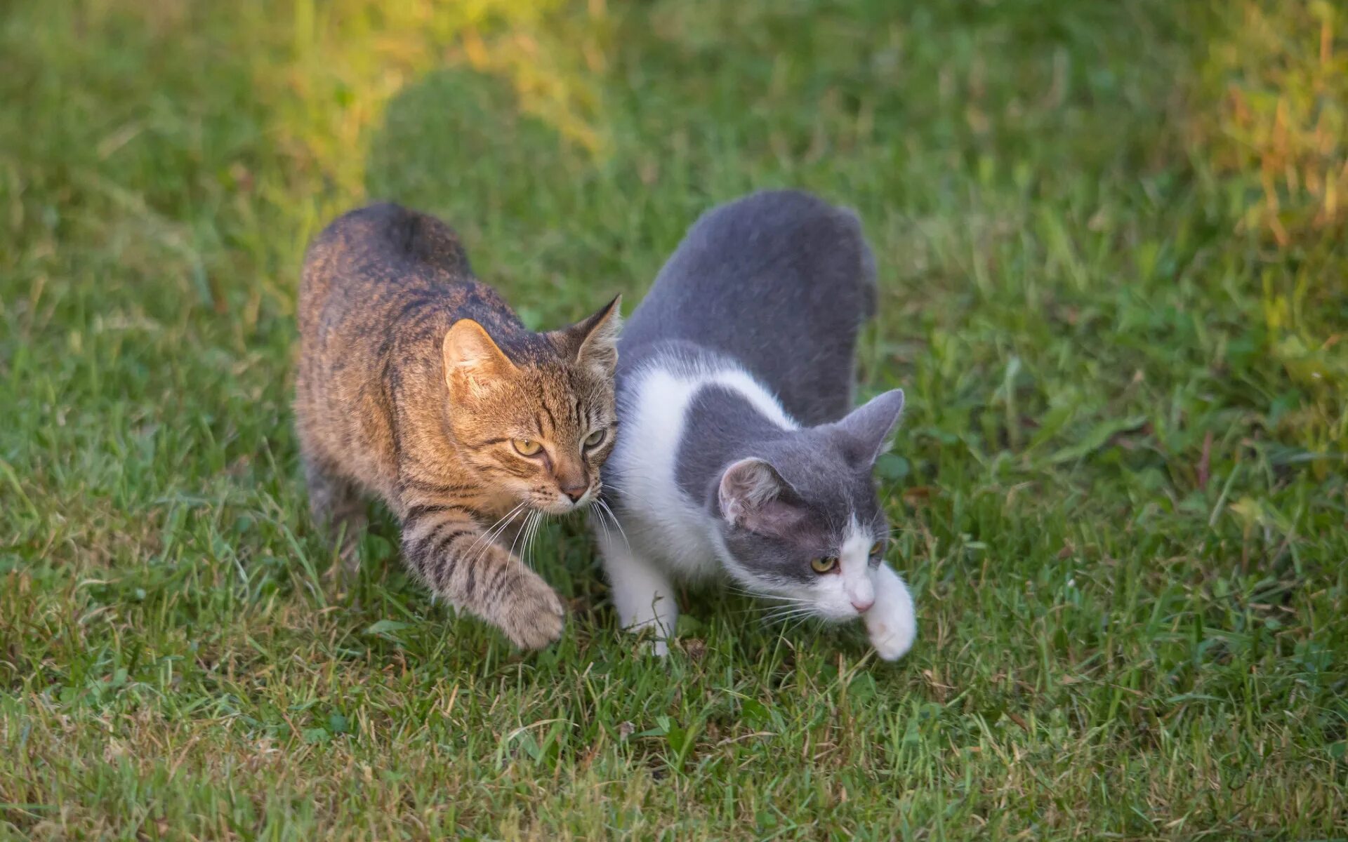 Прогулка кота. Кошка гуляет. коты гуляют. два кота. коты на прогулке.