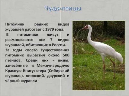 Какие качества аистов по мнению автора