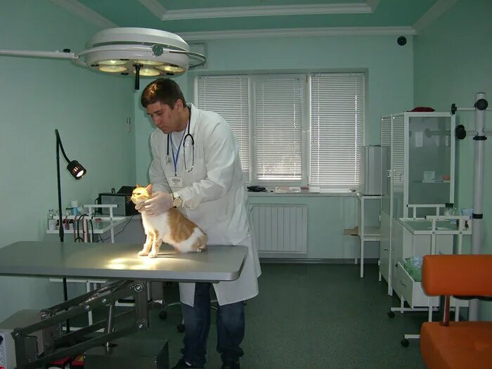 Грыззли ветклиника. Эмблема ветеринарной клиники. Грыззли ветклиника. Ветеринарный крест. Грыззли ветклиника.