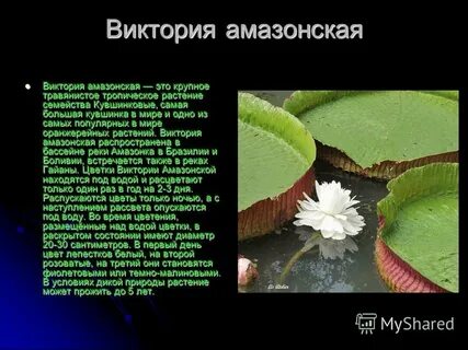 Victoria описание
