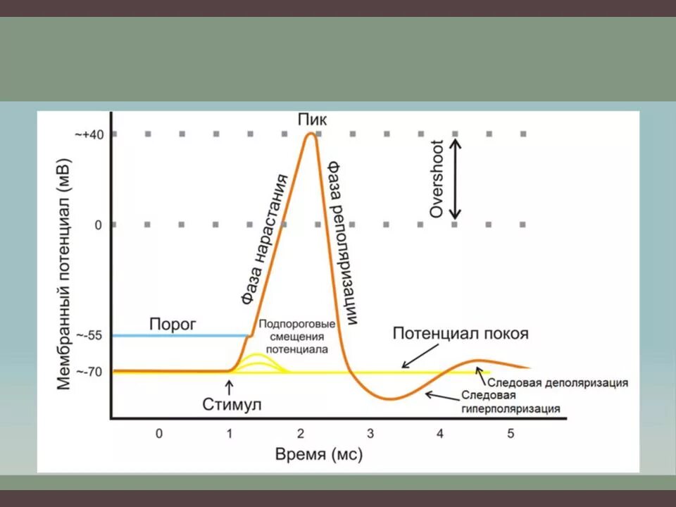 Виды потенциалов действия. Мембранный потенциал покоя схема. график потенциала действия физиология. схема потенциала действия физиология. потенциал действия схема и фазы.