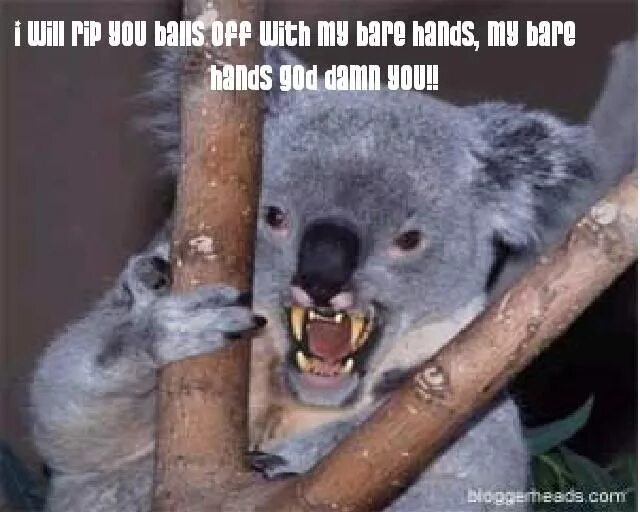 Зубы коалы. Страшная коала. Экскременты коалы. Злая коала. Мокрая коала почему нельзя