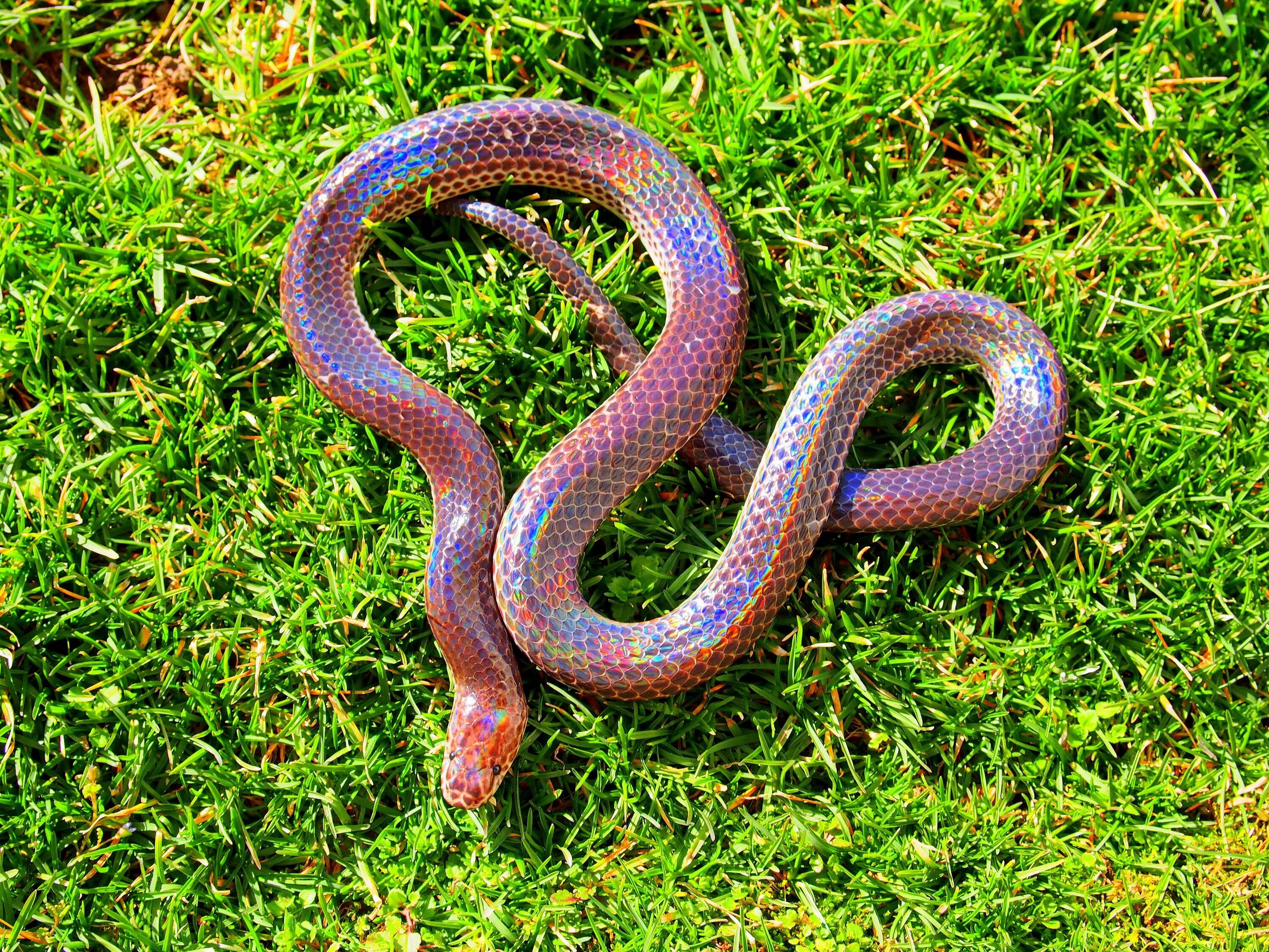 Thick snake. Лучистая змея Xenopeltis Unicolor. Лучистый полоз. Белогубый полоз. Лучистый полоз Радужный.