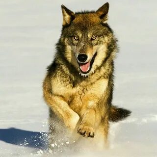Wolf other