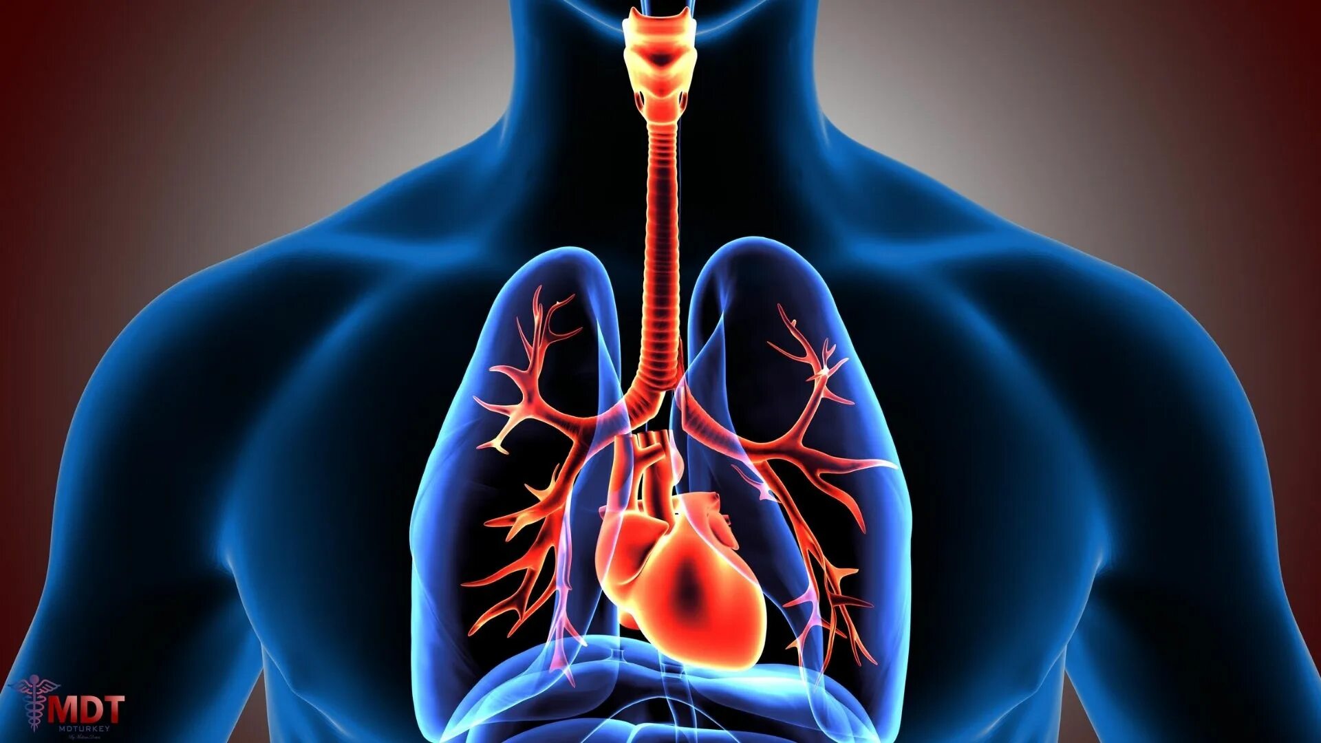 Сосудистое заболевание легких. Дыхательная система. Сердечно сосудистая и дыхательная система. Дыхательная система человека. Заболевания органов дыхания.