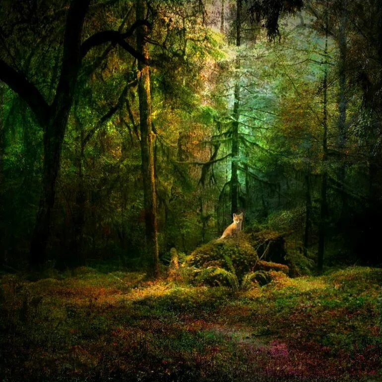 В чаще сказочного. Волшебный лес. Сказочный лес. Дремучий лес. Таинственные пейзажи.