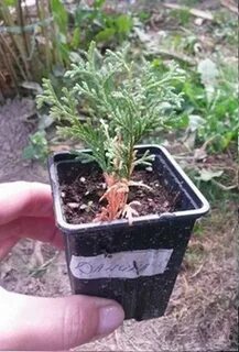 Черенки желтеют