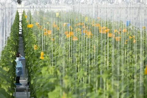 Vegetable production