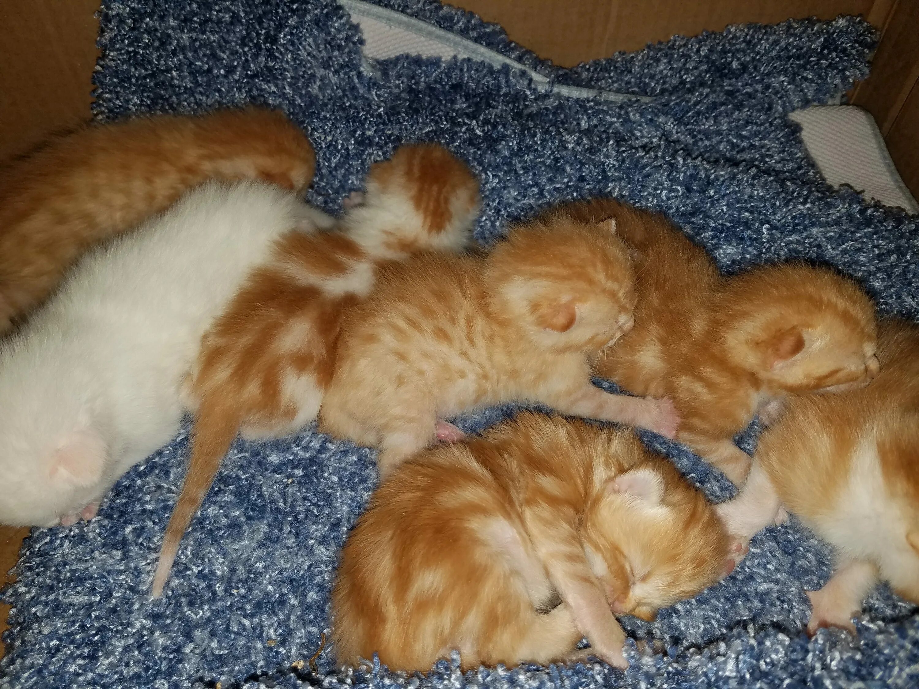 Сколько котят у рыжей кошки. Новорожденные котята. Новорождённые рыжие котята. Рыжий новорожденный котенок. Шотландские котята рыжие Новорожденные.