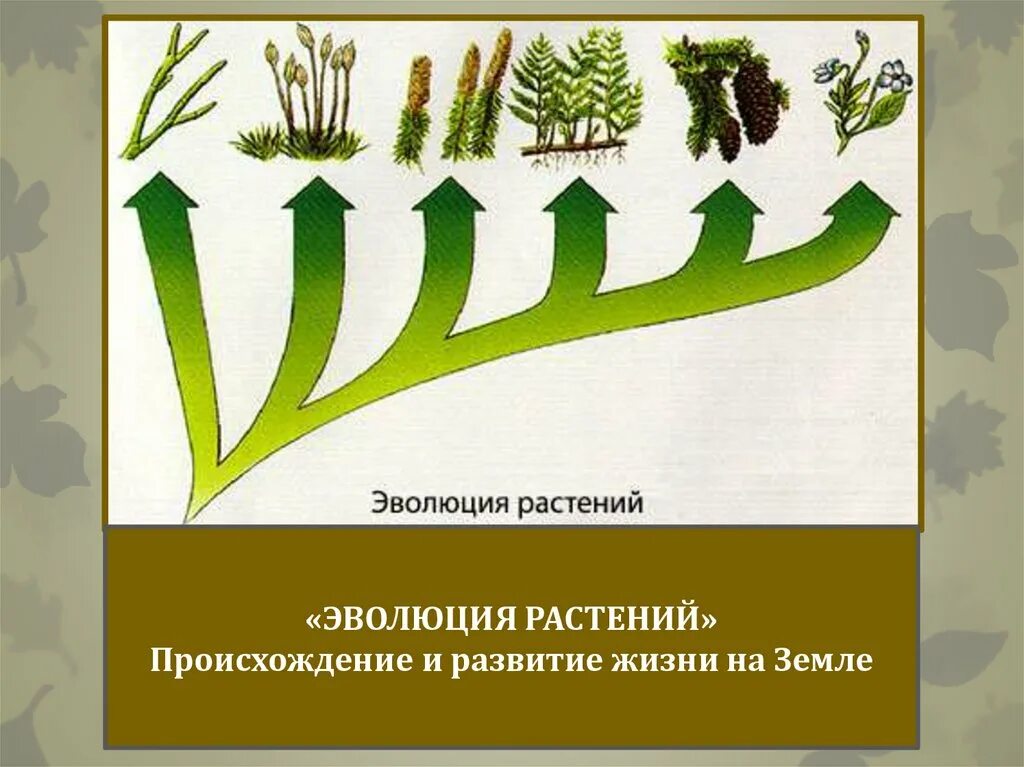 Растительное происхождение биологическая. Эволюция. Растения. Эволюция растений на земле. Эволюция растений схема. Этапы эволюции растений.