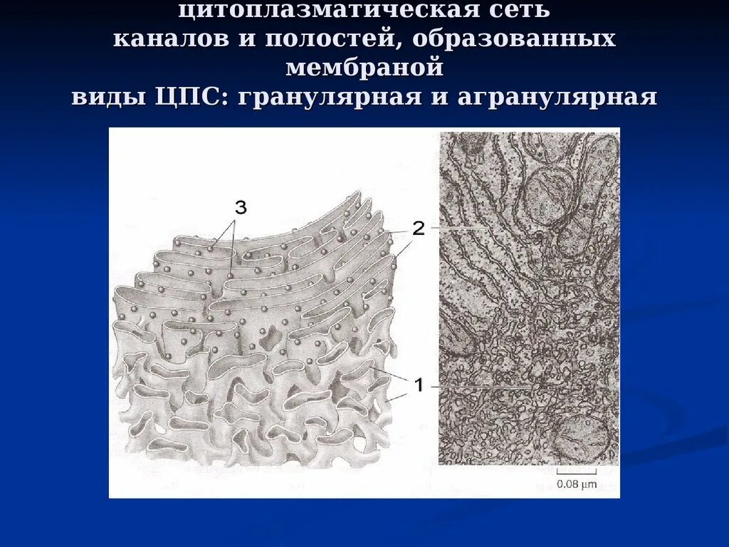 Гранулярная эпс функции. Мембрана эпс. гранулярная эпс гистология. агранулярная эпс строение. гранулярный эндоплазматический ретикулум.