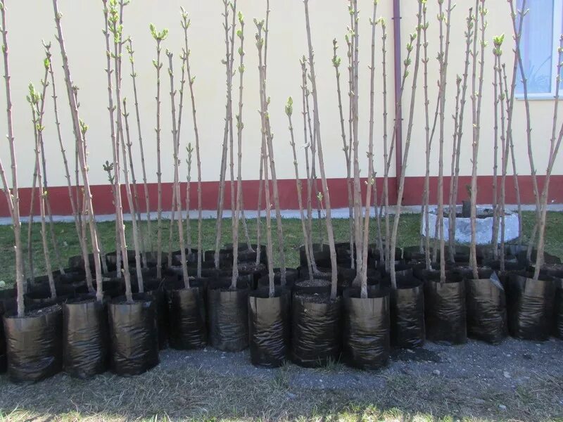 Саженцы яблони окс. Саженцы черешни двухлетки. Саженцы деревьев и кустарников. Посадка роз. Несколько сажен.