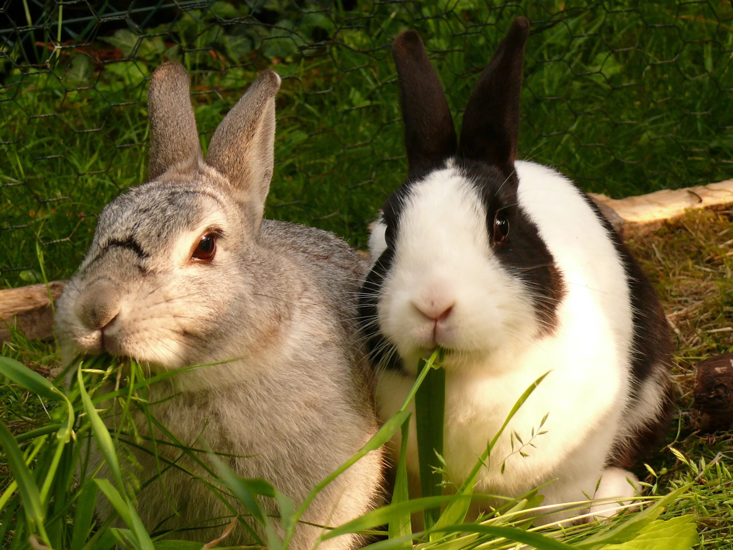 Кролик картинка. Кролики. Кролик домашний. Домашние зайцы. Домашние животные кролики.