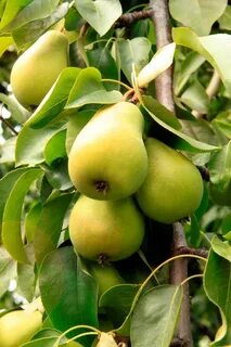 Груша чижовская зимостойкость