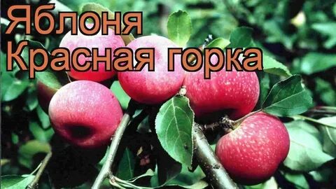 Красная яблоня описание фото