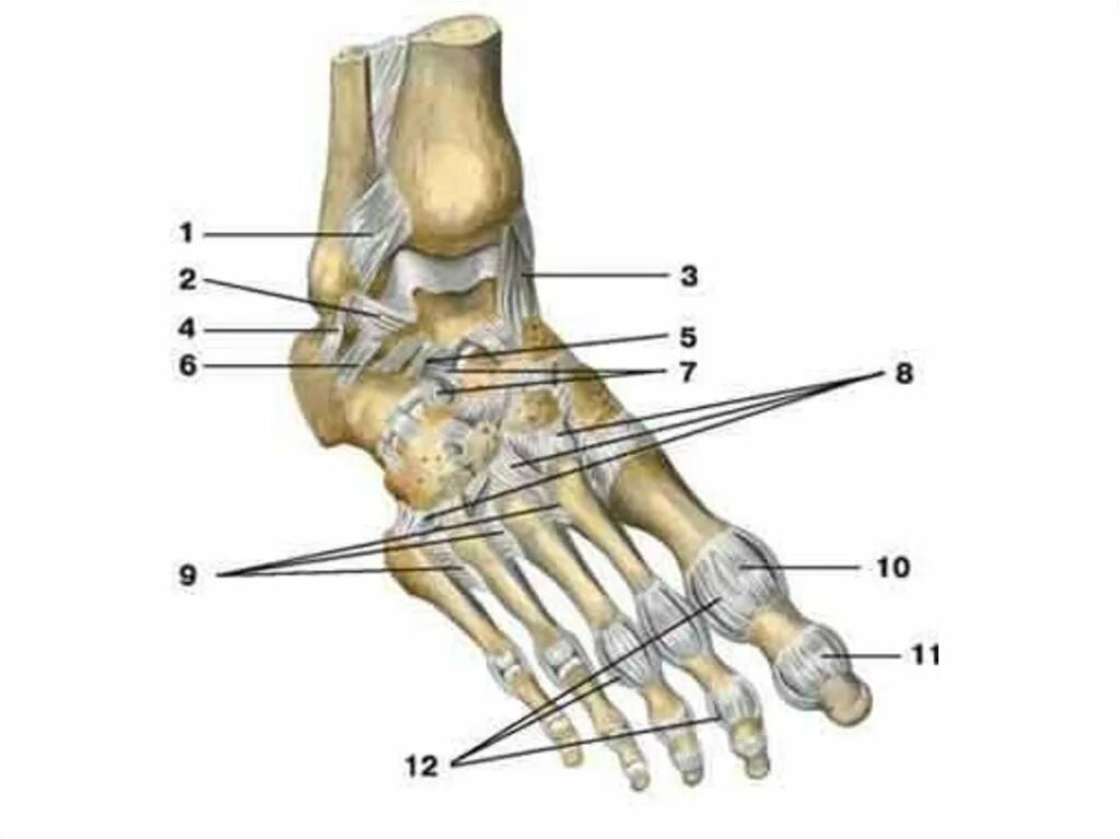 Кости голени соединения. Кости предплюсны. Суставы предплюсны стопы. Соединение костей стопы анатомия. Соединение костей голени и стопы.