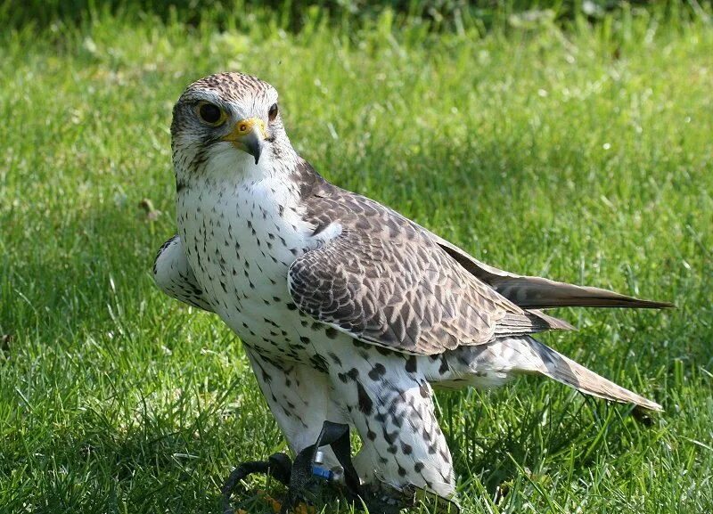 Сокол балобан. Балобан обыкновенный. Балобан Falco cherrug. Алтайский Сокол балобан