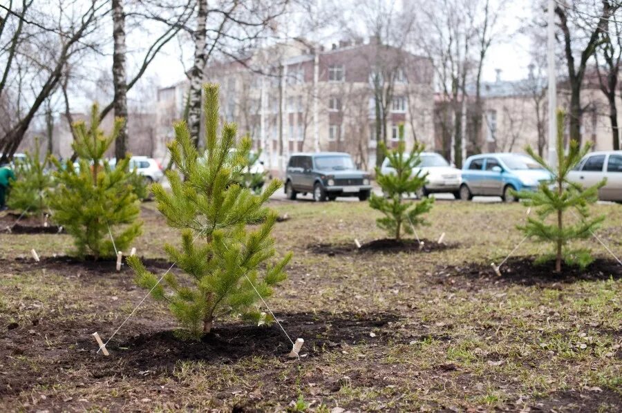 Вишневый сквер Ижевск. Посаженные деревья в Ижевске. Кустарники посаженные в Ижевске. Посадка сосен в центре села благоустройство. Не посаженные деревья как пишется