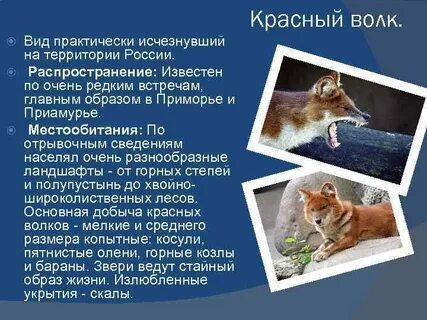 Красный волк из красной книги доклад 2