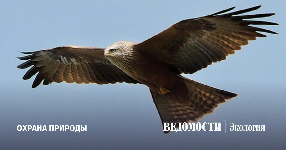 Ястреб-тетеревятник самка. Ястреб в атаке. Сокол тетеревятник. Ястреб самка. Интересные факты о ястребах.