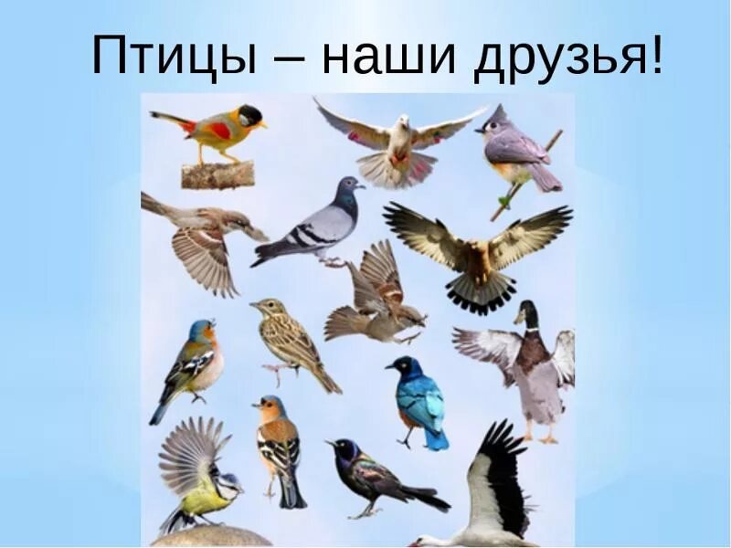 Классный час день птиц 1 класс. Птицы наши друзья. Тема птицы наши друзья. Птицы наши друзья для детей. День птиц.