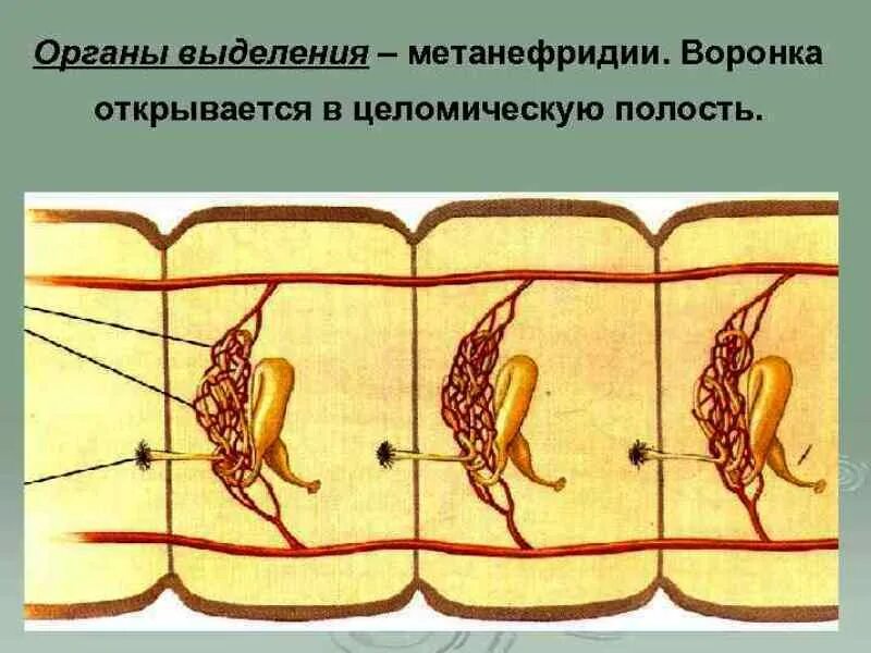 Органы выделительной системы червя. Выделительная система метанефридии. Кольчатые черви выделительная система. Метанефридии дождевых червей. Метанефридии кольчатых червей червей.