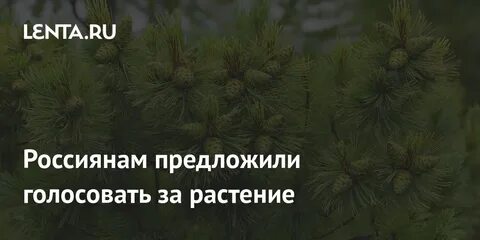 Предложил проголосовать