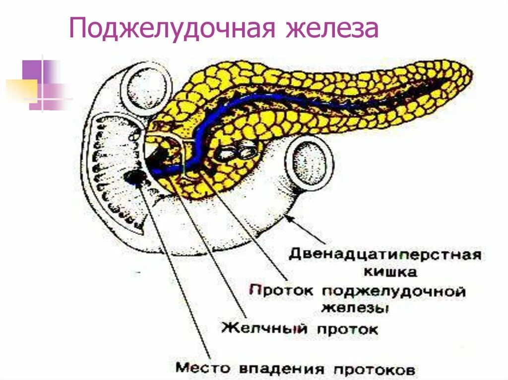 Поджелудочная железа крупного рогатого скота. Поджелудочная железа КРС. Поджелудочная железа КРС анатомия. Строение поджелудочной железы КРС. Поджелудочная железа свиньи