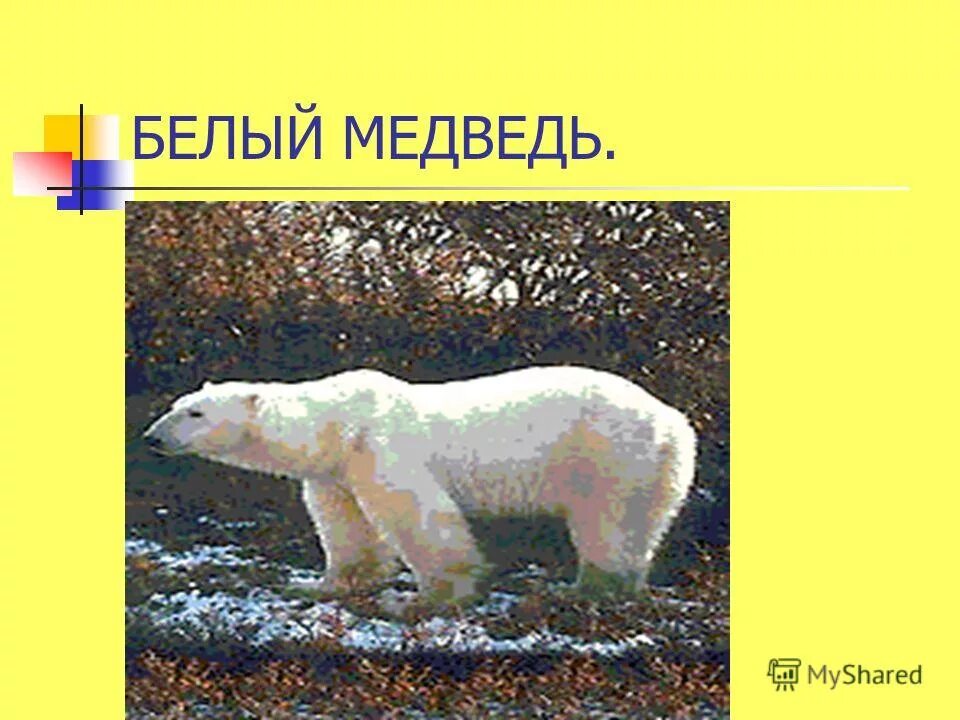 Кома медведь. Кома медведь. Кома медведь. Блин комам медведям. Медведь проснулся.