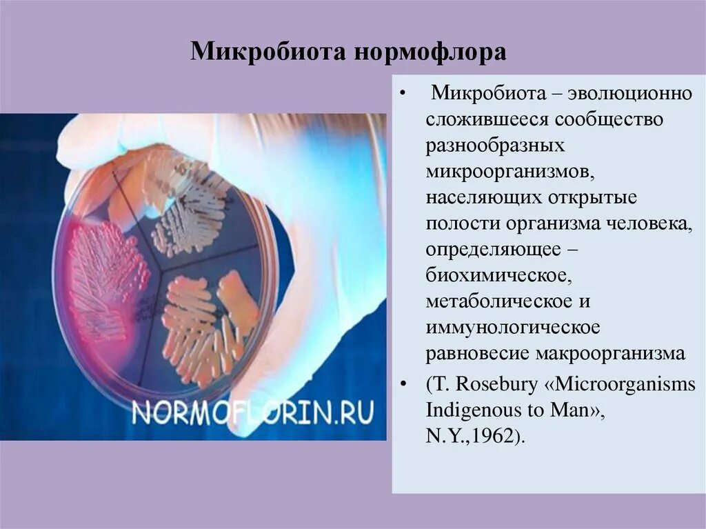Нормофлора. Нормофлора организма - это. нормофлора бактерии. нормофлоры биотехнология. нормофлора микробиология.