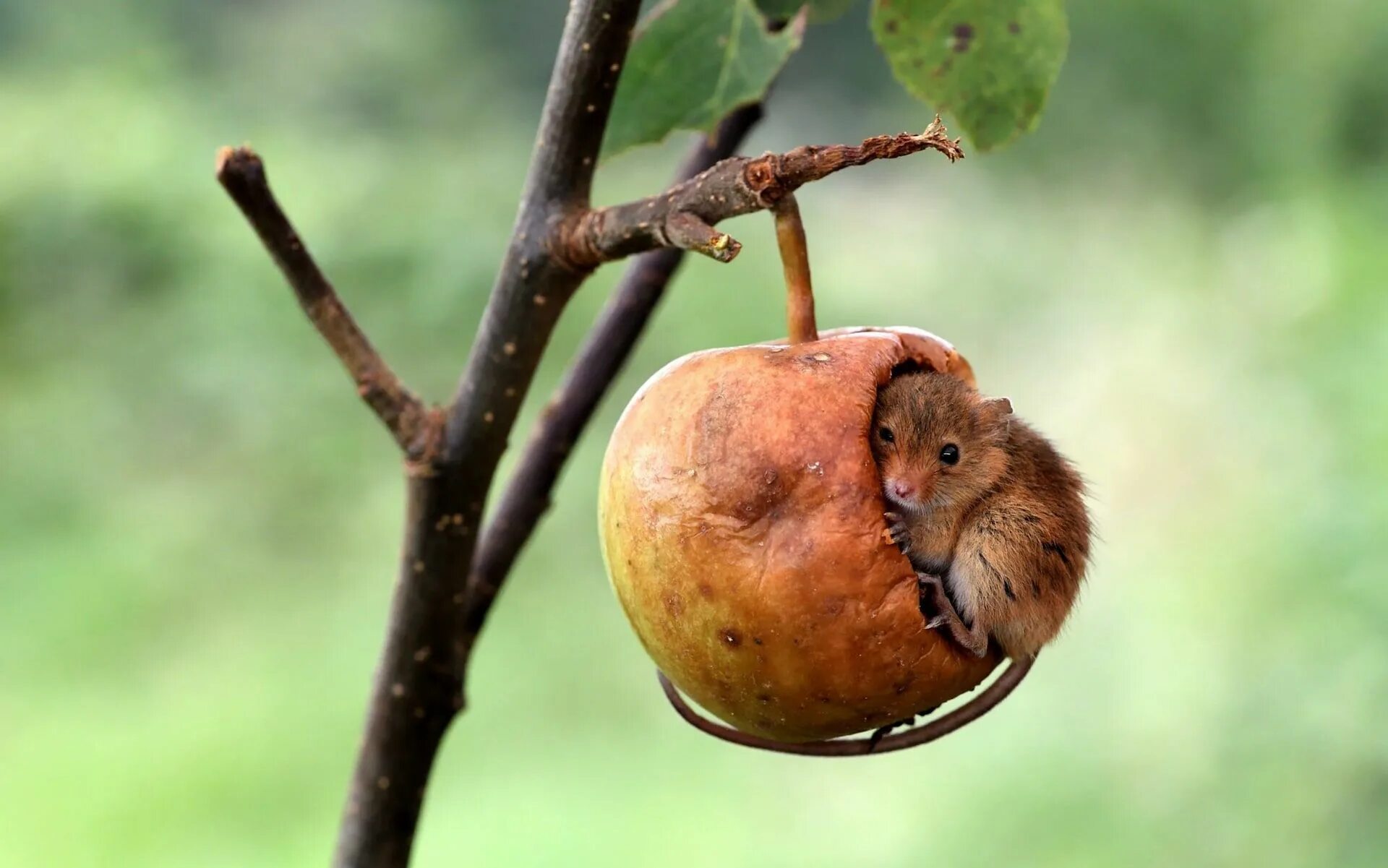 Яблони объели мыши. Животные с яблоками.