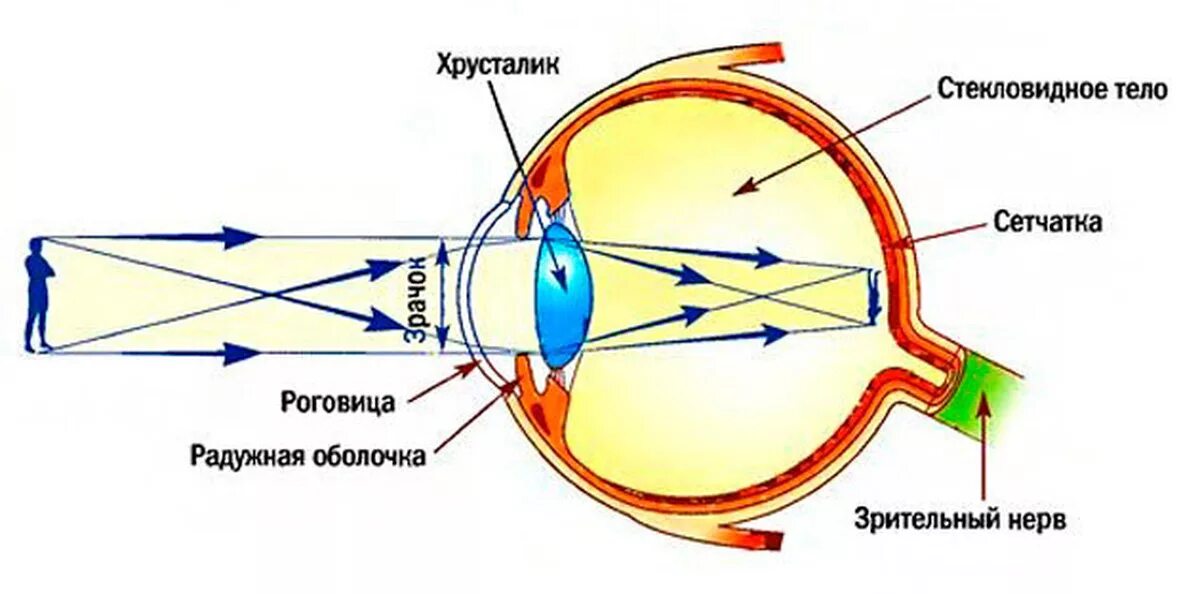 Видит почему через и. Схема хода световых лучей в глазу. Оптическая система глаза (светопроводящий и фокусирующий аппарат).. Анатомия хрусталика глаза человека. Ход лучей в оптической системе глаза.