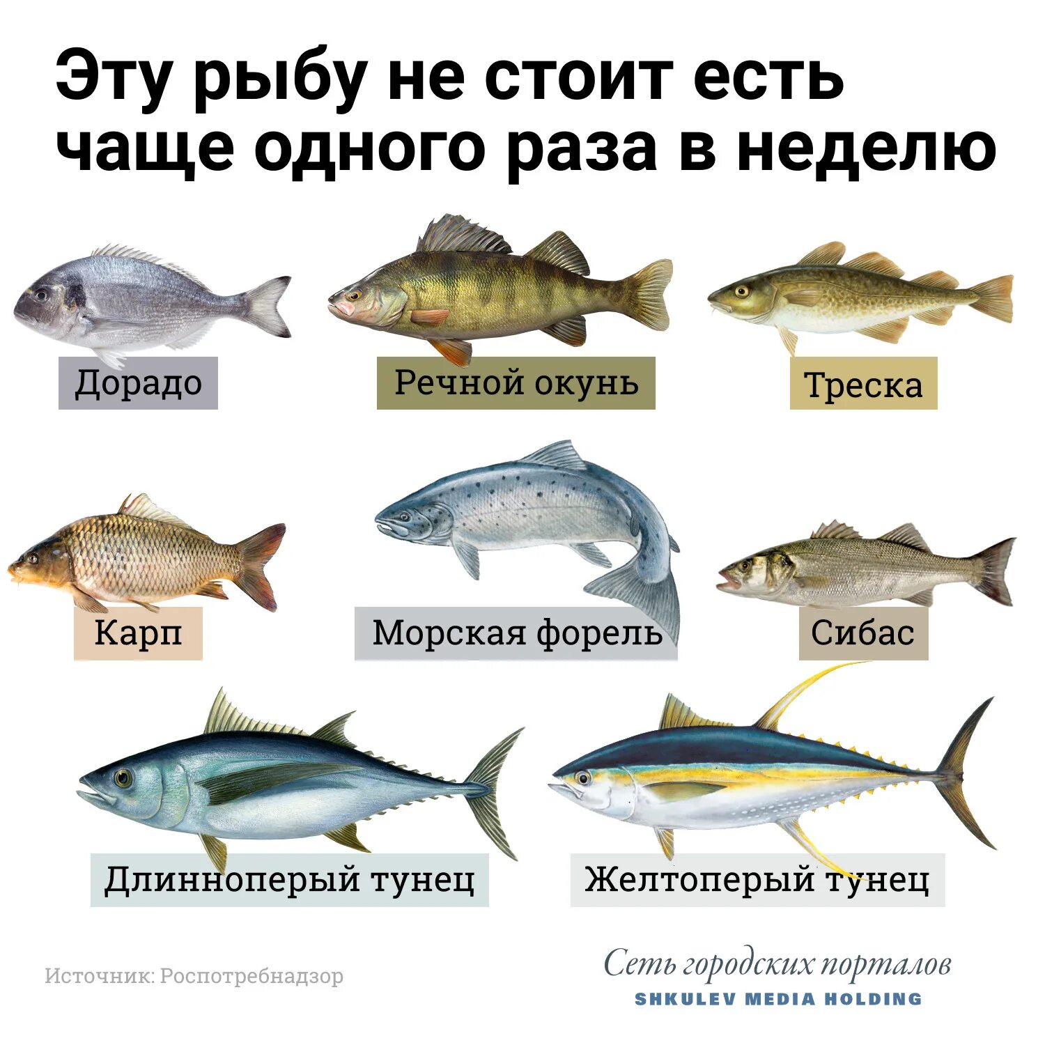 Какие есть сорта рыб. Виды рыб. рыбы список. название рыб. перечень морских рыб.