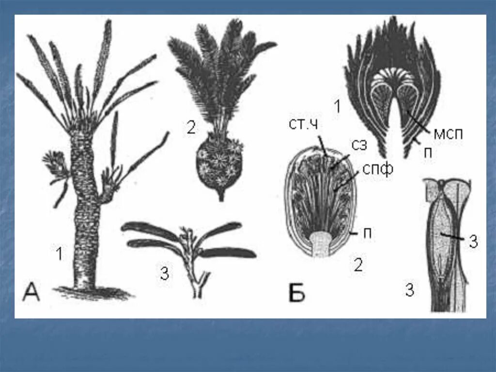 1 семенные растения на земле. Беннеттитовые Голосеменные. Беннеттиты Юрского периода. Стробилы беннеттитовых. Пальмовидные беннеттиты.