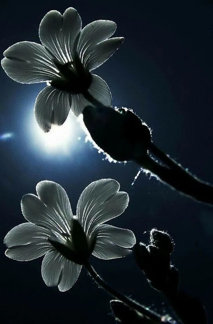 как называется лунный цветок. лунный цветок. цветы лунный свет. цветы лунный свет. лунный цветок.