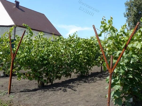 Снт виноградарь ростов на дону. Виноградари Курск. Виноградарь село новая Усмань.