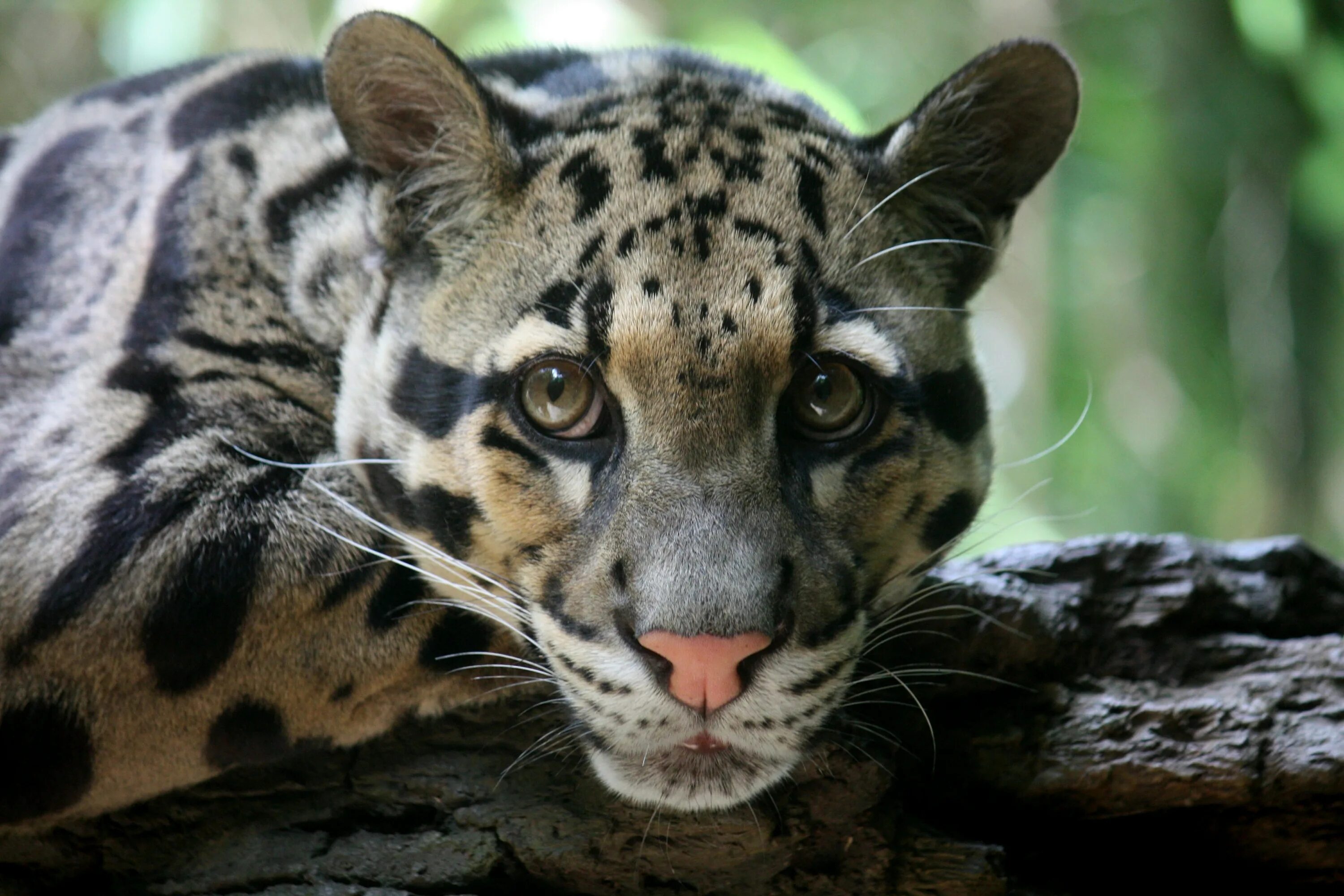 Clouded leopard