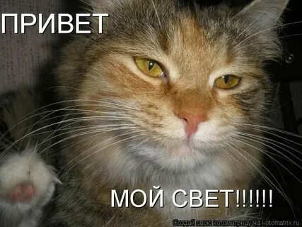 Света привет слушать