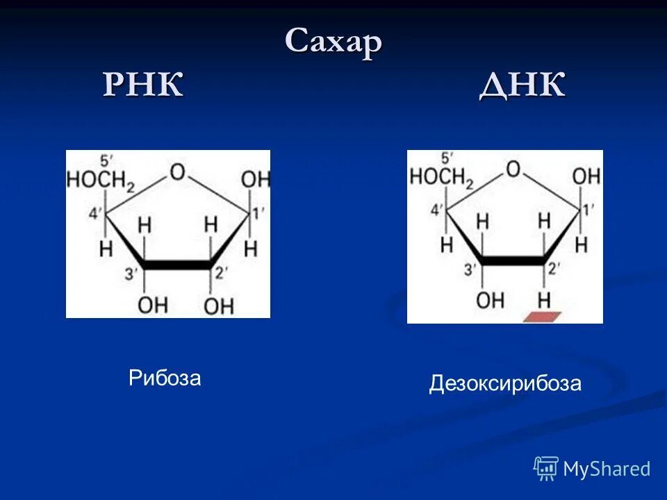 Структура рибозы и дезоксирибозы. Нуклеотиды днк и рнк. Мономер днк. Днк содержит рибозу. Дезоксирибоза нуклеиновая кислота.