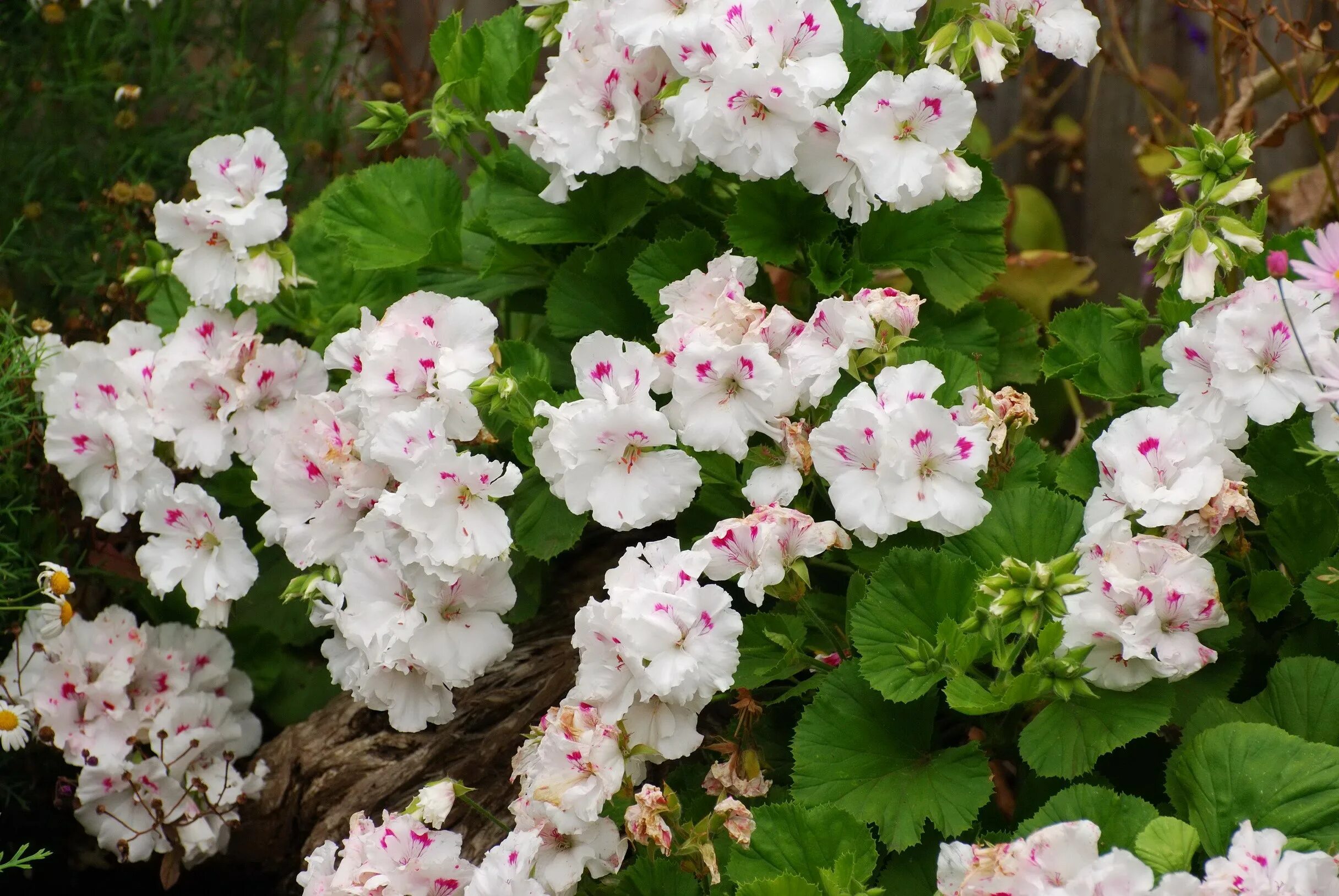 Gardenia пеларгония. Герань белая. Дубль Вайт пеларгония. Герань белая фото.